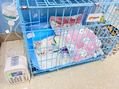 -瑞派福兴宠物医院犬猫全科·骨科·中西医结合(河东店)