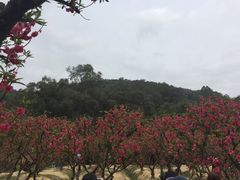 -南国桃园旅游度假区