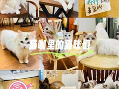 -楼上猫咖(罗湖店)