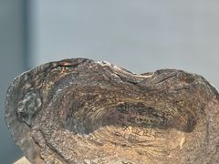 -宣城市博物馆