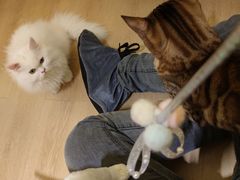 -猫腻·猫咖·撸猫馆(星光大道店)