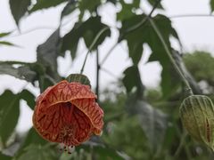 -广西壮族自治区药用植物园