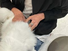 -飞行喵MR PILOT|猫舍·猫咖(静安大融城店)
