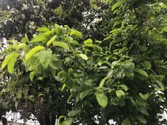 -半天妖烤鱼(万达广场店)
