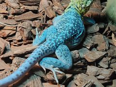 -帕帕拉兹宠物(亚洲旗舰店)