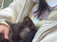 -喵屿·大理花园猫咖