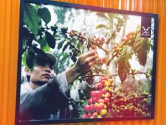 -巴厘岛黄金金兔咖啡工厂