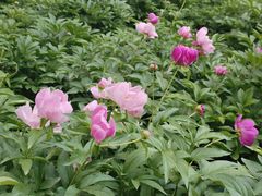 -木塔寺遗址生态公园