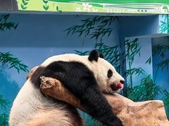 -沈阳森林动物园
