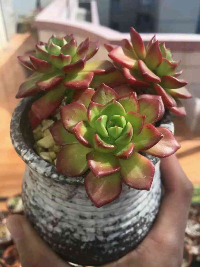 打分 是本地露养多肉,状态好,价格实惠,美萌美萌的!