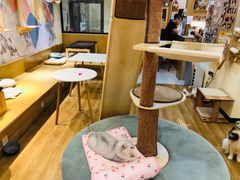 -滚猫咖啡·猫咖·猫友好撸猫(未来城店)