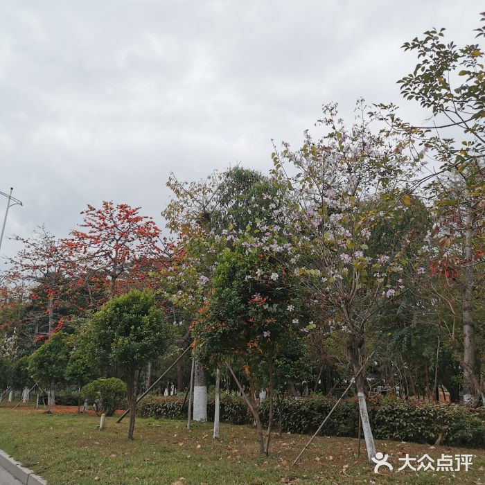 松山湖南湖湾露营营地图片