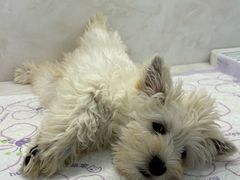 -翊宠yipet猫狗购宠庄园犬舍•猫舍