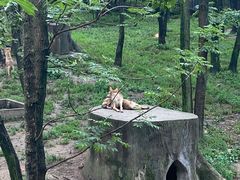 -哈尔滨北方森林动物园