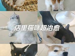 -怪兽屋·羊驼·猫咖·狗咖(俊华广场店)