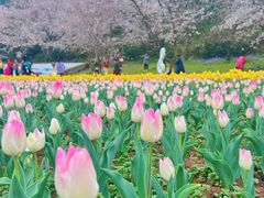 -苏州上方山国家森林公园