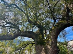 -新安江山水画廊风景区