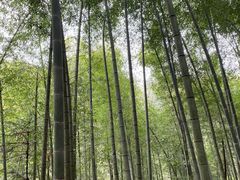 -石台牯牛降景区