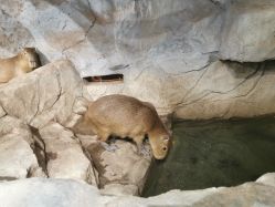 -Zoolung Zoolung动物主题公园(海信广场店)