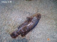 龙趸-渔民新村(番禺总店)