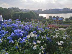 -立新湖公园