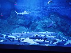 -烟台海昌鲸鲨海洋公园