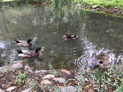 -北京麋鹿生态实验中心
