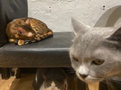 -猫色咖啡·猫咖