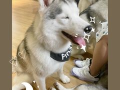 -Husky Go! 哈士奇体验馆·宠物咖啡厅狗咖