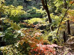 -天女山森林公园