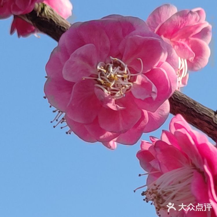 红梅花儿开