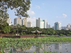 -金花茶公园