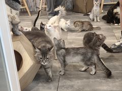 -楼上猫咖(罗湖店)