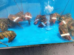 -盒马鲜生(金桥国际广场店)