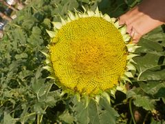 -紫海香堤香草艺术庄园