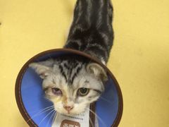 -芭比堂动物医院·犬猫全科·异宠专科(雁塔分院)