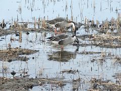 -北京麋鹿生态实验中心