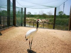 -盐城丹顶鹤湿地生态旅游区