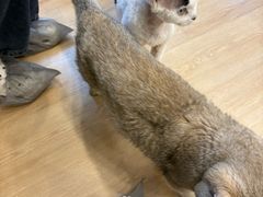 -有喵·猫咖·狗咖·30几只猫10只小狗(岗厦店)