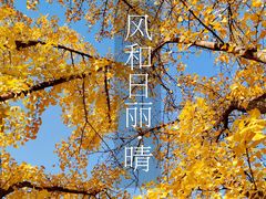 -三里屯东五街银杏大道