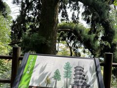 -天目山大树王景区