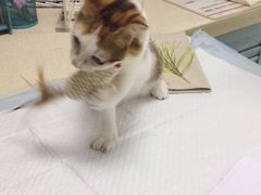 -莘程宠物医院(金山店)