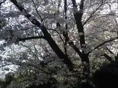 -武汉大学-樱园