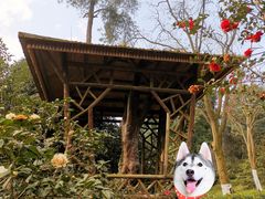 -南山植物园