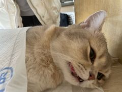 -北京观赏动物医院·24小时大型综合·猫专科·异宠专科