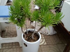 -龙大花卉苗木市场