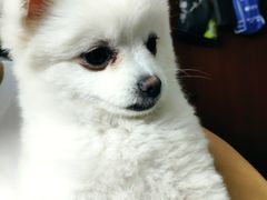 -瑞鹏宠物医院·骨科·猫科·内科(第一中心)
