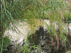 -才村湿地公园