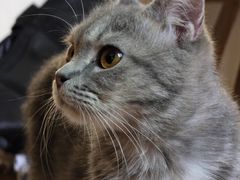 -楼上猫咖(罗湖店)