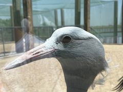 -盐城丹顶鹤湿地生态旅游区